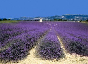 Lavenderfieldfrance