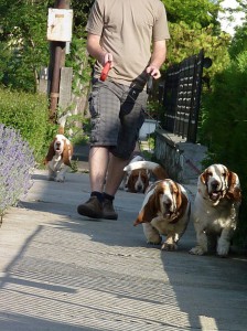 walking bassets