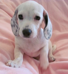 Dottie Mae