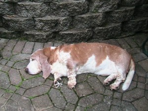 IMG_3695