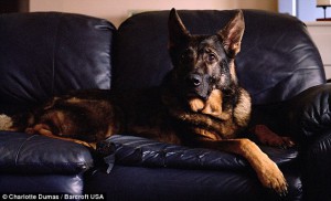 Kaiser12 Kaiser12