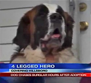 Hercules Hero Hound
