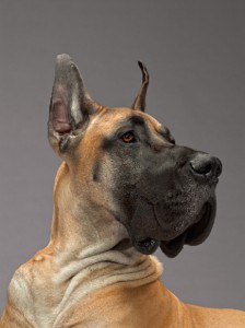 01-great-dane-670