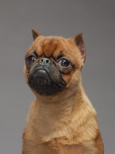 02-brussels-griffon-670