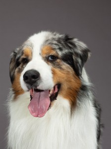 04-australian-shepherd-670