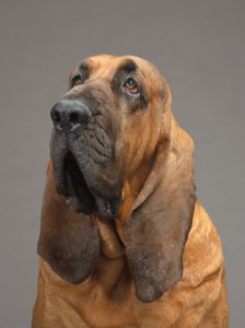 05-bloodhound-670