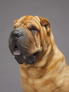 07-chinese-shar-pei-670