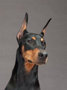 08-doberman-pinscher-670