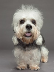 10-dandie-dinmont-terrier-670