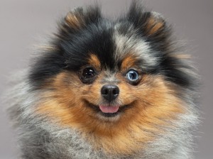 11-pomeranian-670