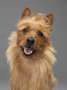 13-australian-terrier-670