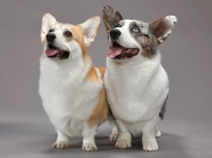 16-pembroke-cardigan-welsh-corgi-670