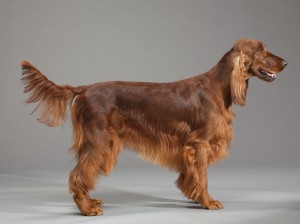 17-irish-setter-670