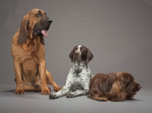 18-bloodhound-pointer-spaniel-670