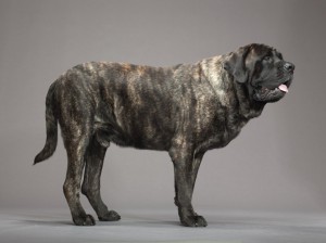 19-mastiff-670