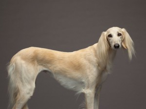 21-saluki-670