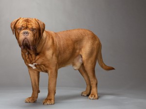 22-dogue-de-bordeaux-670