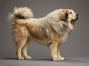 25-tibetan-mastiff-670
