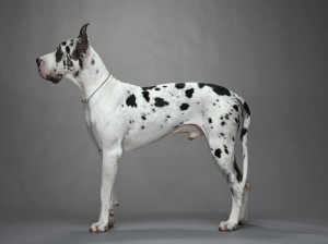 26-harlequin-colored-great-dane-niko-670