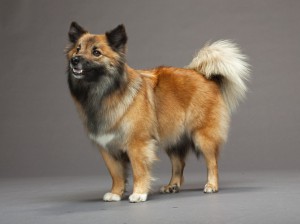 28-icelandic-sheepdog-670