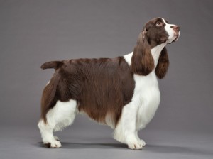 29-english-springer-spaniel-670