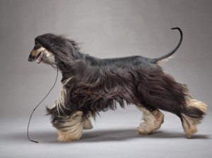 30-afghan-hound-670