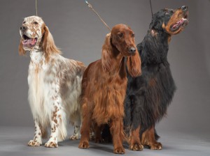 33-english-irish-gordon-setters-670