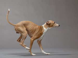 34-italian-greyhound-670