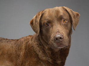 36-chesapeake-bay-retriever-670