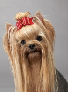 37-yorkshire-terrier-morgan-670