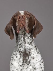 40-german-shorthaired-pointer-670