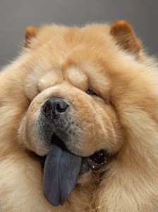 42-chow-chow-670