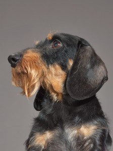 43-dachshund-670