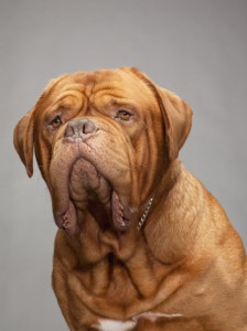 44-dogue-de-bordeaux-670