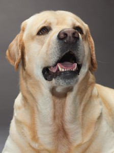 46-labrador-retriever-670