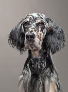 48-english-setter-razbery-670