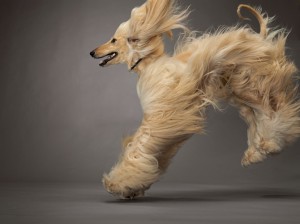 49-afghan-hound-670