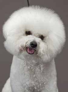 50-bichon-frise-670