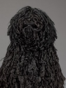 51-black-haired-puli-670