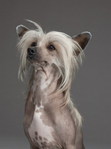 52-chinese-crested-670
