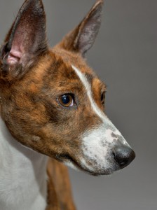 53-basenji-670