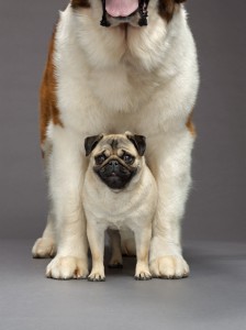 55-pug-and-saint-bernard-670