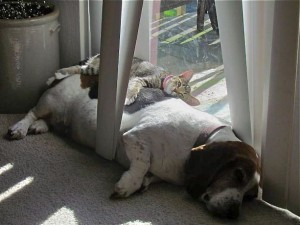 houndandcat