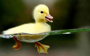 Duckbaby