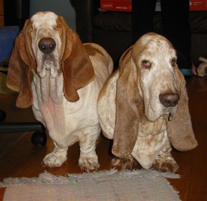 Smart Hounds