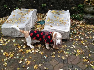 Nothing, absolutely nothing is cuter than a basset in a fleece heart coat!