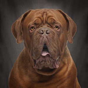 9161892-close-up-of-dogue-de-bordeaux-20-months-old-in-front-of-black-background