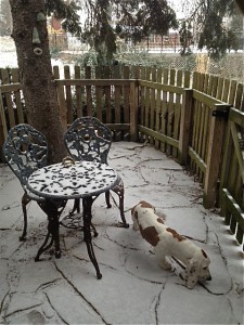 DLynnsnow