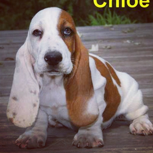 cutest basset hound in the world