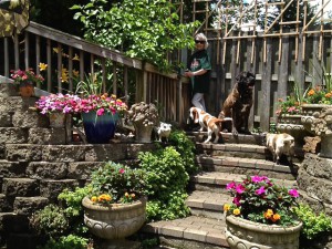 Backyardpack
